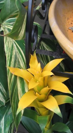 yellow_bromeliad235