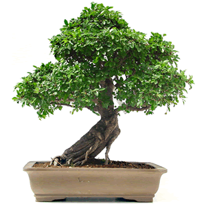 bonsai