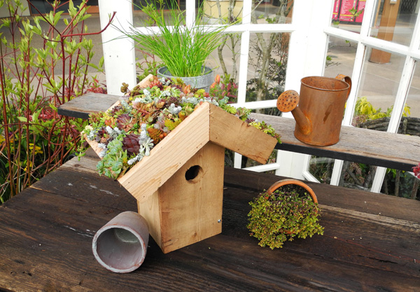 birdhouse-sedum-garden