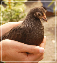 pullet