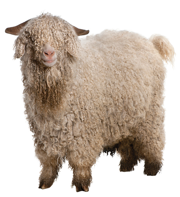 GL2012 GreenIdeas SheepsClothing