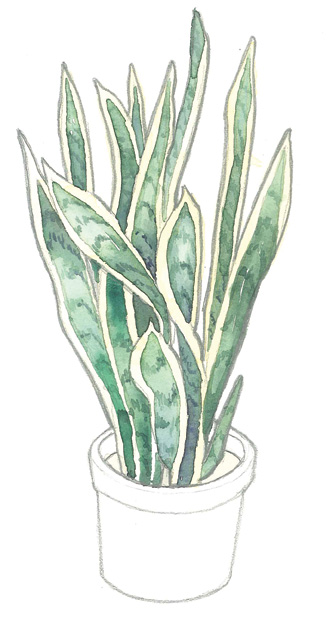 2014SS HH Sansevieria