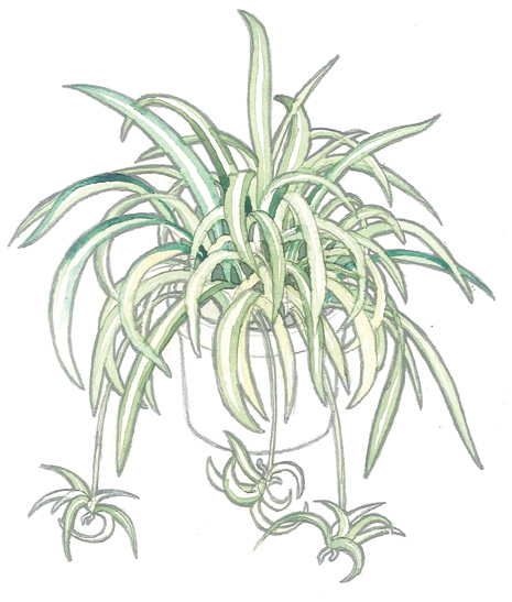 2014SS HH SpiderPlant