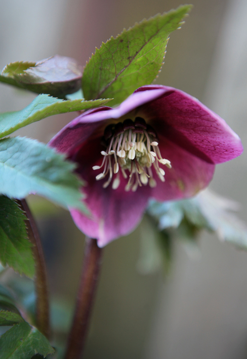 Hellebore-magenta-960