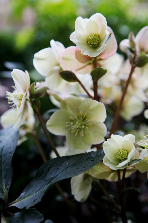 Helleborus-niger