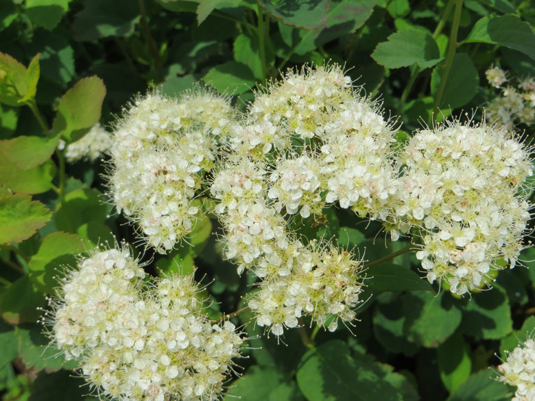 SpiraeaBetulifolia fourthcornernursery