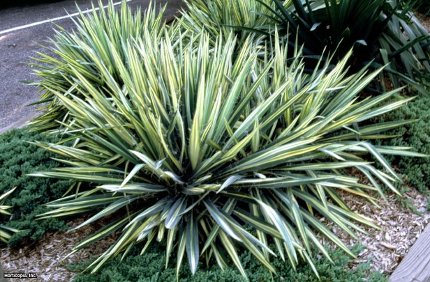 Yucca HGTVGardens