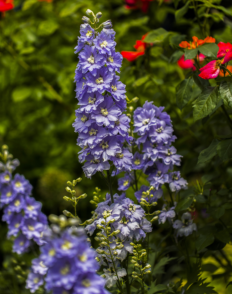 flowers