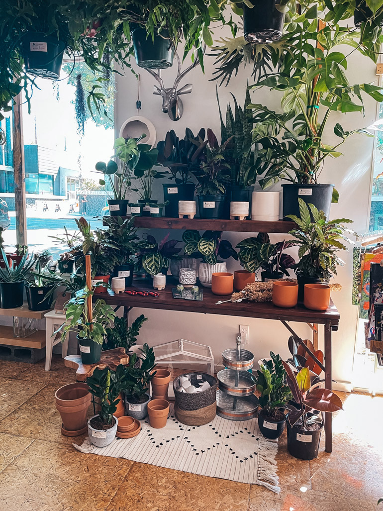 Plant Shop Photo 5
